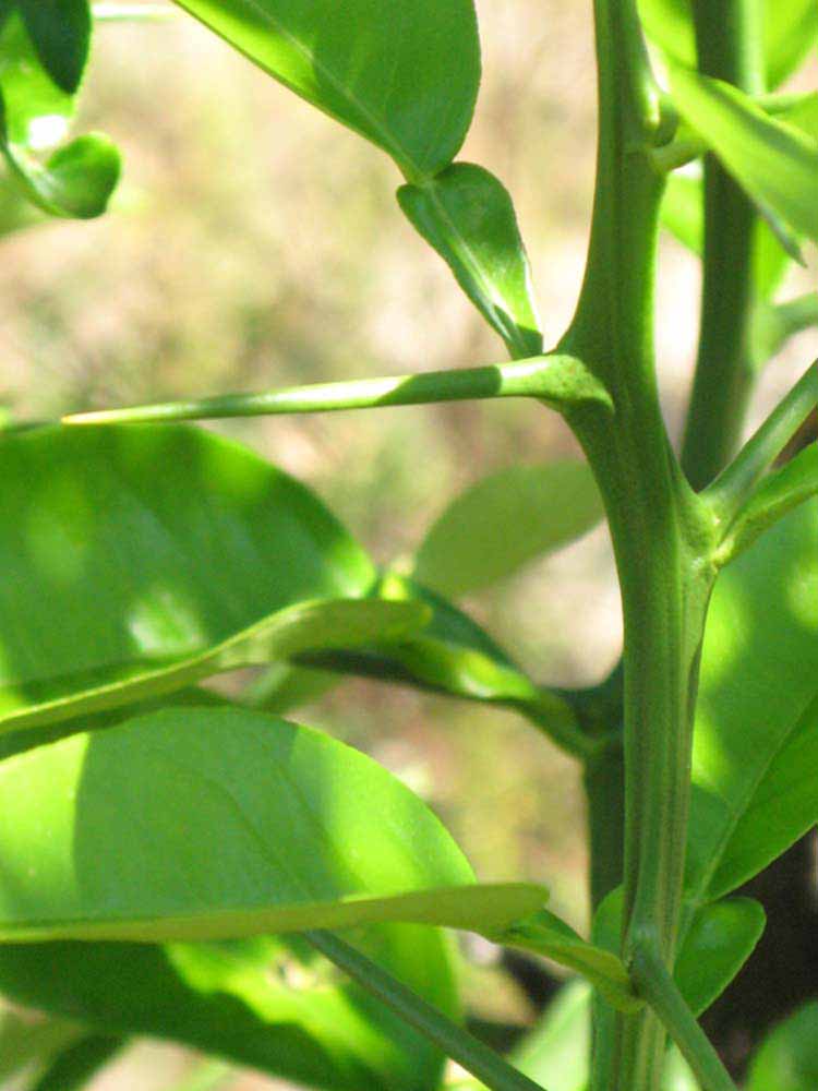            First year twig (Winter Haven, FL)   